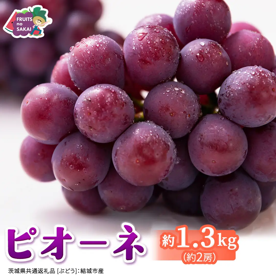 ピオーネ 約1.3kg （約2房）【2026年8月より発送開始】（茨城県共通返礼品 [ぶどう]：結城市産）