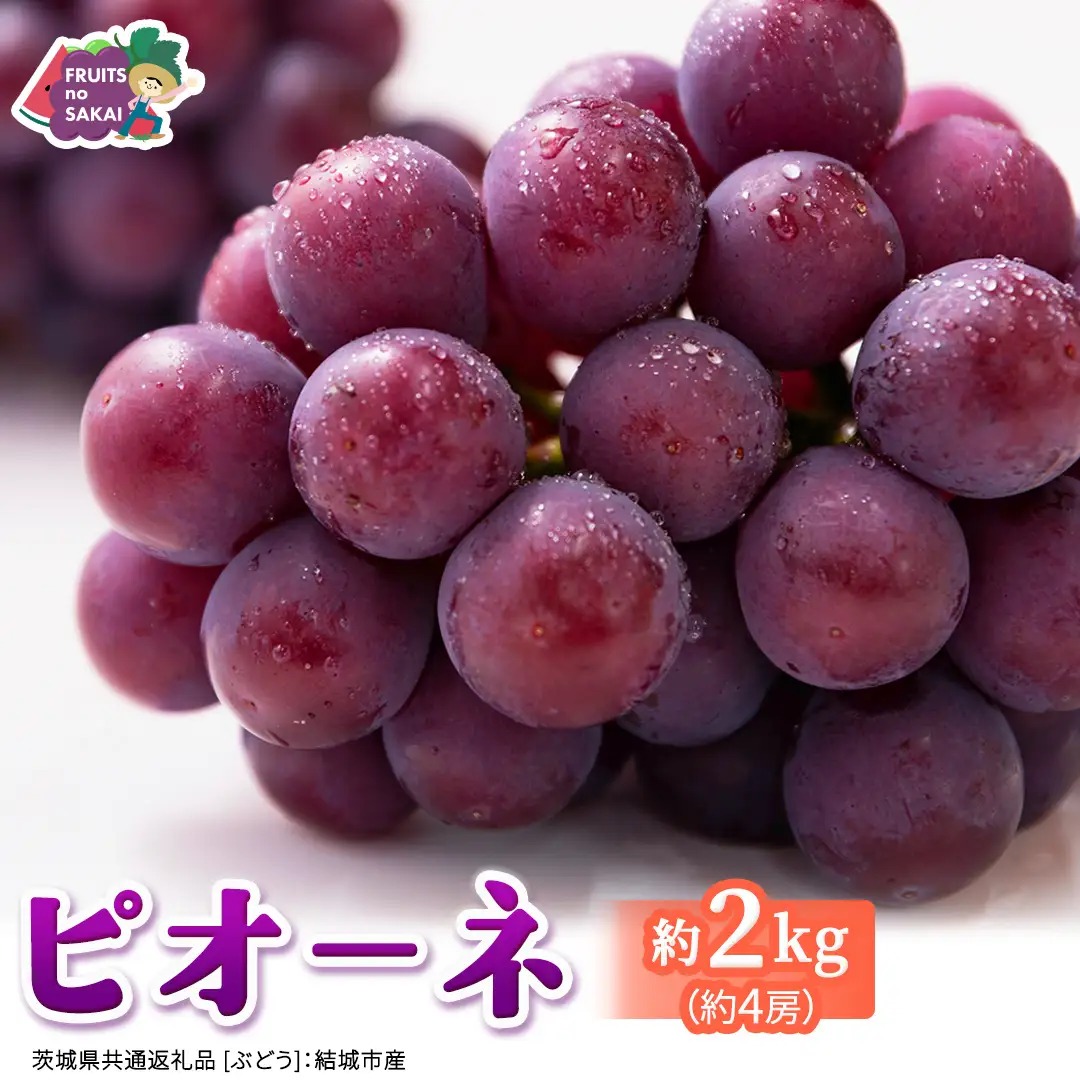 ピオーネ 約2kg （約4房）【2026年8月より発送開始】（茨城県共通返礼品 [ぶどう]：結城市産）