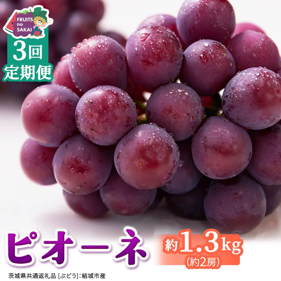 【定期便】3か月連続でお届け！ピオーネ 約1.3kg （約2房）【2026年8月より発送開始】（茨城県共通返礼品 [ぶどう]：結城市産）