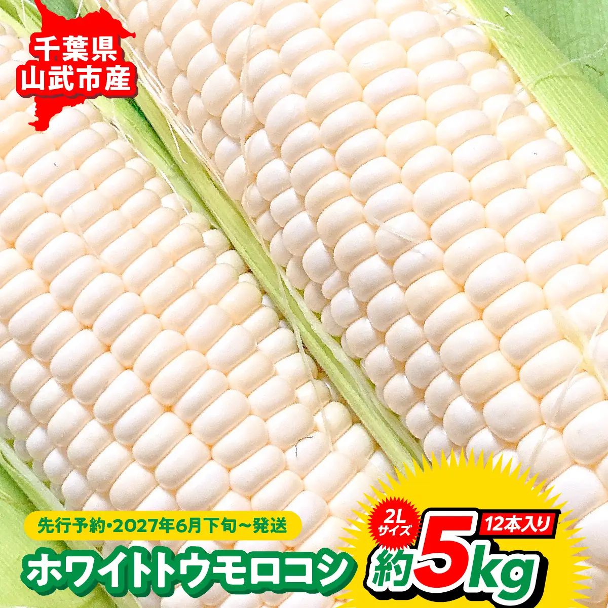 【先行予約・2027年６月下旬～発送】千葉県山武市産　ホワイトトウモロコシ　２Lサイズ12本入り 約５㎏   SMDB001