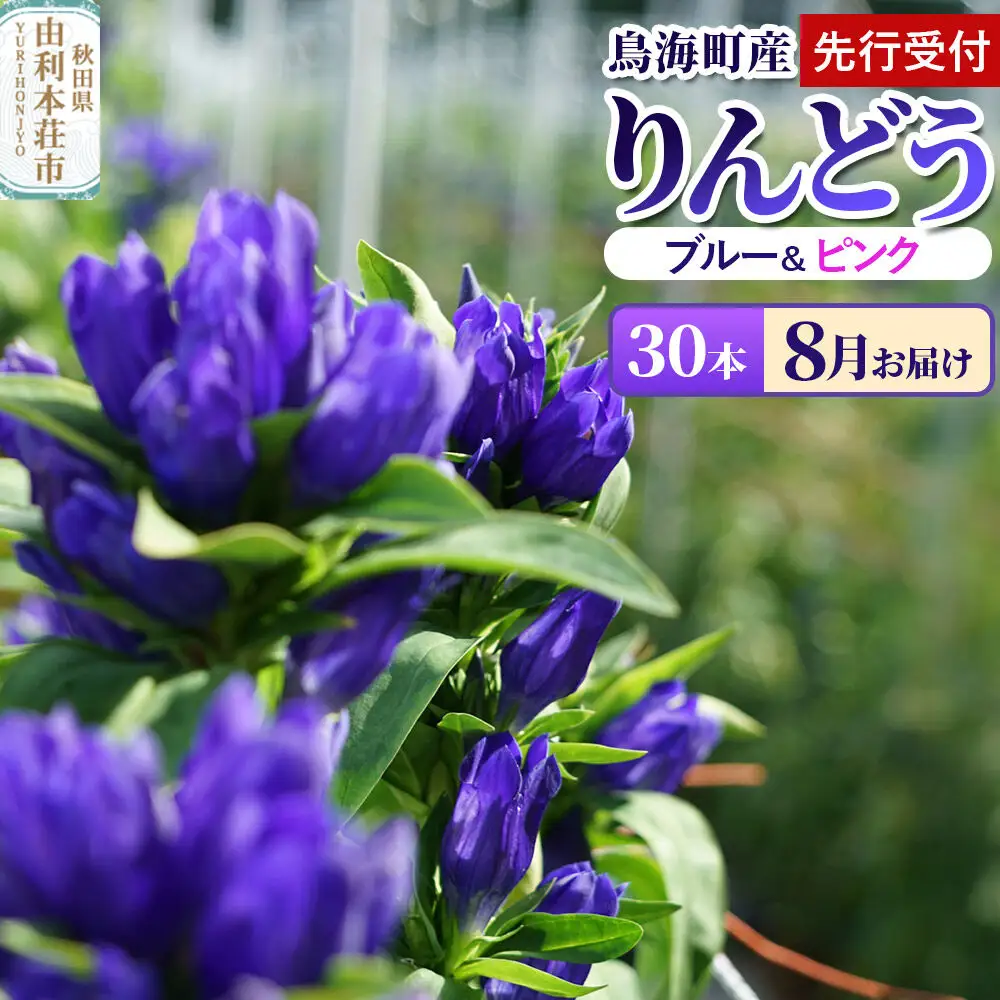 《先行受付》【8月お届け】鳥海町産 りんどう 30本 ブルー ピンク