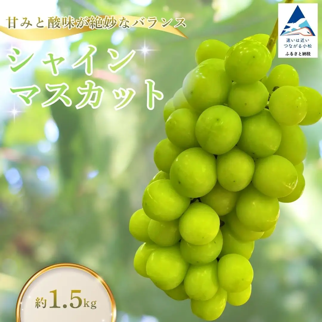 【2026年 先行予約】 シャインマスカット 約1.5kg 石川県 小松市 多井ぶどう園