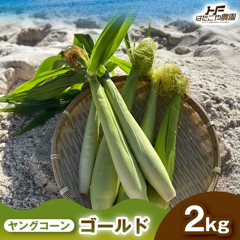 ［食卓を彩る希少な季節野菜］潮風ベイビー 2kg ヤングコーン ゴールド ベビーコーン グリル 付け合わせ野菜 BBQ 焼き野菜 和歌山県 白浜町