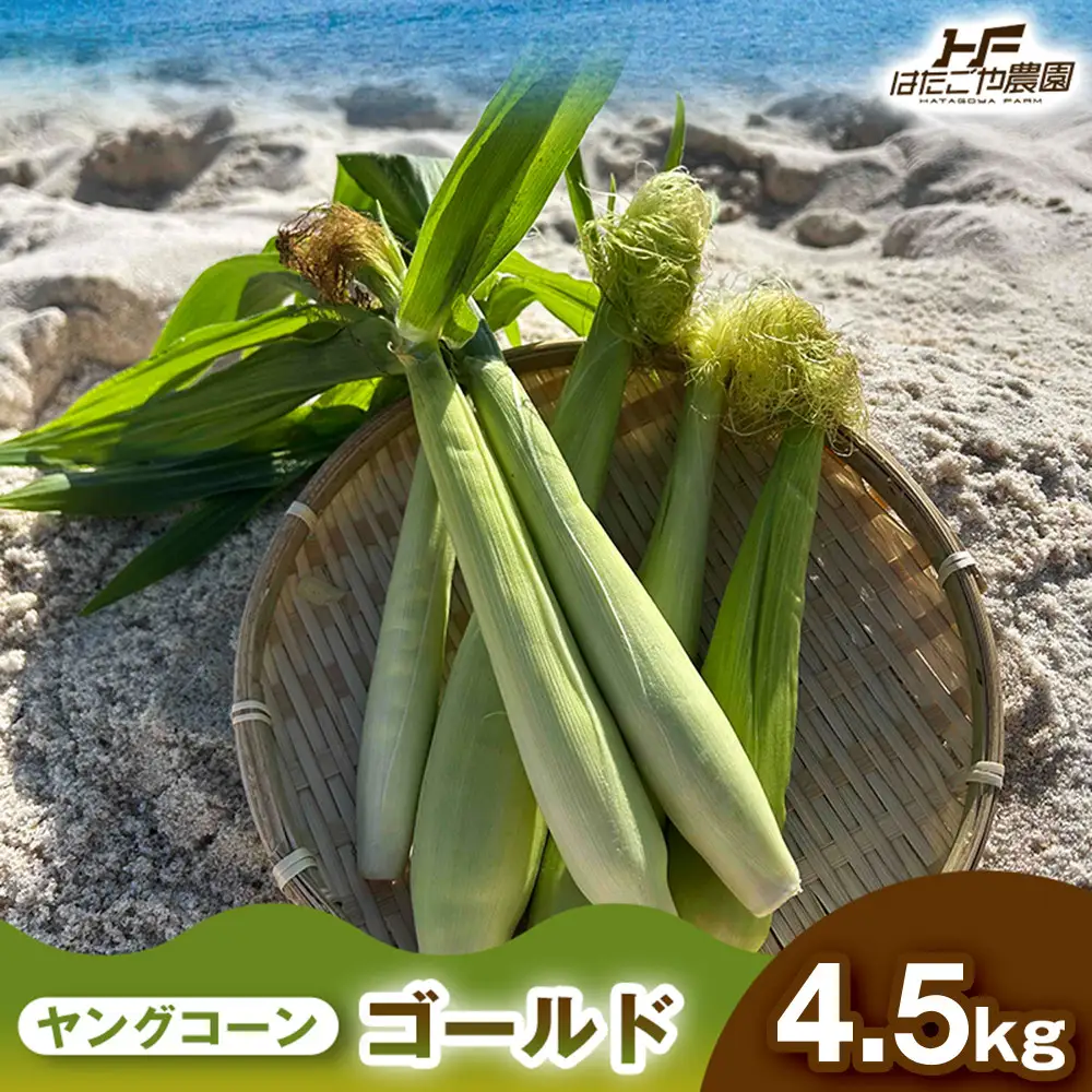 ［食卓を彩る希少な季節野菜］潮風ベイビー 4.5kg ヤングコーン ゴールド ベビーコーン グリル 付け合わせ野菜 BBQ 焼き野菜 和歌山県 白浜町
