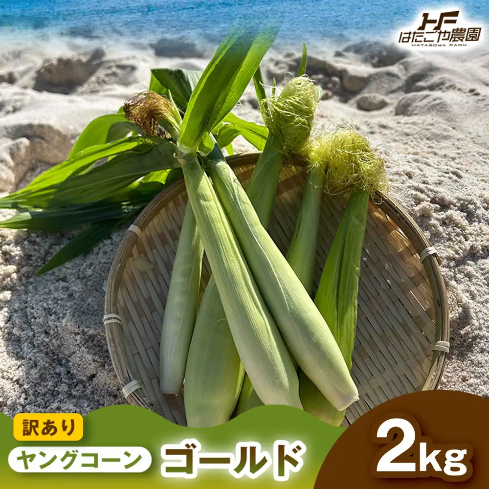 ［ご家庭用におすすめ］訳アリ 潮風ベイビー 2kg ヤングコーン ゴールド ベビーコーン グリル 付け合わせ野菜 BBQ 焼き野菜 和歌山県 白浜町