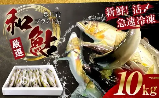 【 とよかわ鮎 】 冷凍 約10kg 厳選鮎使用！ （ 急速冷凍 ） アユ 魚 川魚 お取り寄せ グルメ 焼き魚 焼魚 BBQ バーベキュー キャンプ飯 愛知県 豊川市 冷凍