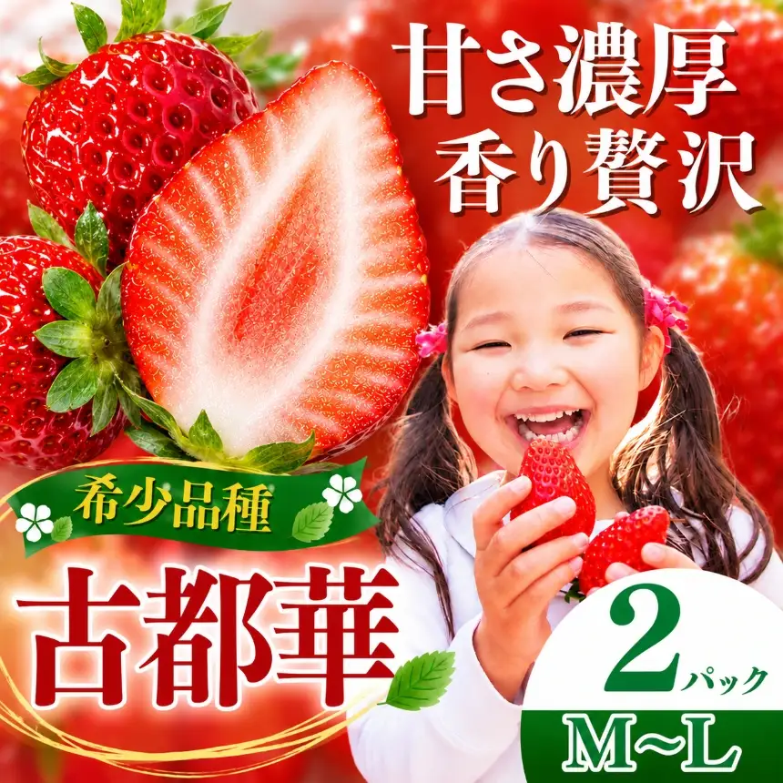 平群の古都華　M～Lサイズ（2パック×1ケース）500ｇ以上 | 先行予約 フルーツ 果物 くだもの ブランド いちご 苺 古都華 ことか 甘い 大人気 満足 希少 希少品種 ストロベリー 美味しい 品種 特徴 糖度 ルビー色 1月 2月 3月 発送 旬 送料無料 濃厚 香り 果汁 味わい深い お取り寄せ 産地直送 名産地 奈良県 平群 町 OKADAファーム