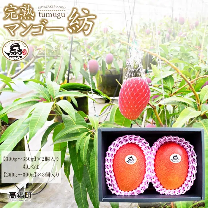 ＜宮崎県産 完熟マンゴー｢紡｣ (約300g～約350g 2個もしくは約260g～約300g 3個)＞ 果物 フルーツ マンゴー くだもの 特産品 完熟 国産 宮崎県 高鍋町【冷蔵】