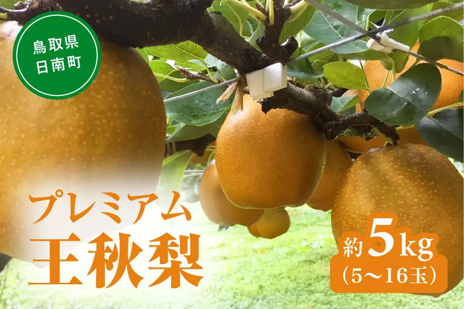 プレミアム王秋梨 5kg(5～16玉前後) 梨 なし 果物 フルーツ 日南町 高間商店