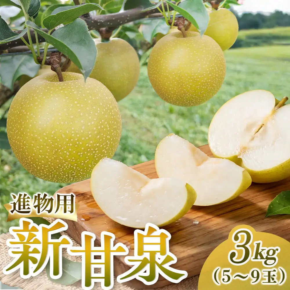 新甘泉【進物】3kg（三ツ田農園） 鳥取 梨 果物 フルーツ 和梨 新甘泉 しんかんせん 人気 甘い 進物 贈答用 赤秀