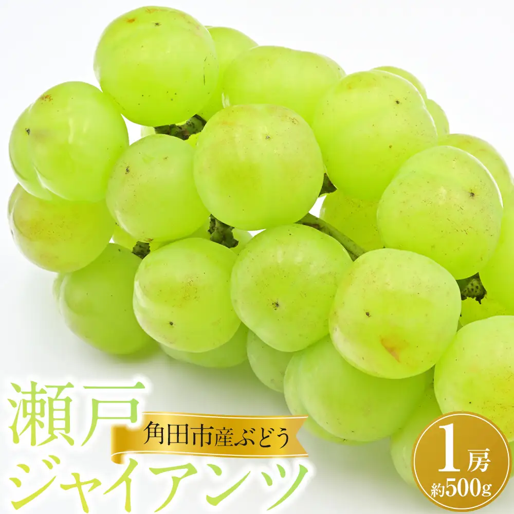 【先行予約】角田市産ぶどう【瀬戸ジャイアンツ】1房（約500g）【2026年9月末より順次発送】