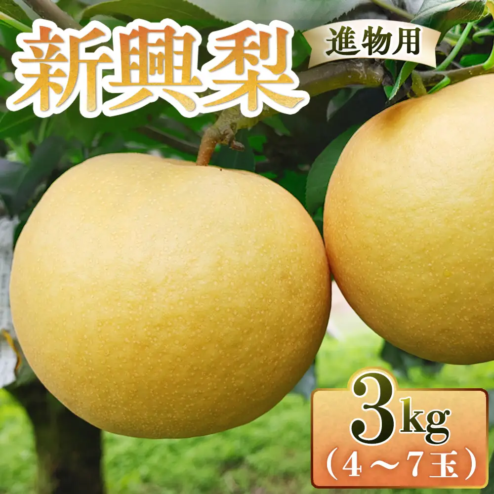 新興梨【進物用】3kg（三ツ田農園） 鳥取 梨 果物 フルーツ 和梨 新興梨 しんこうなし 人気 甘い 進物 贈答用