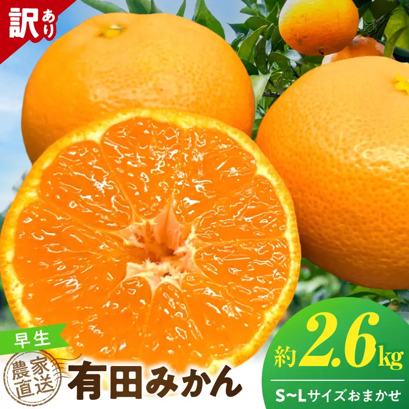 《2026年12月上旬～12月下旬頃までに順次発送予定》【2026年先行予約】有田みかん 早生 約2.6kg 訳あり_TR1004