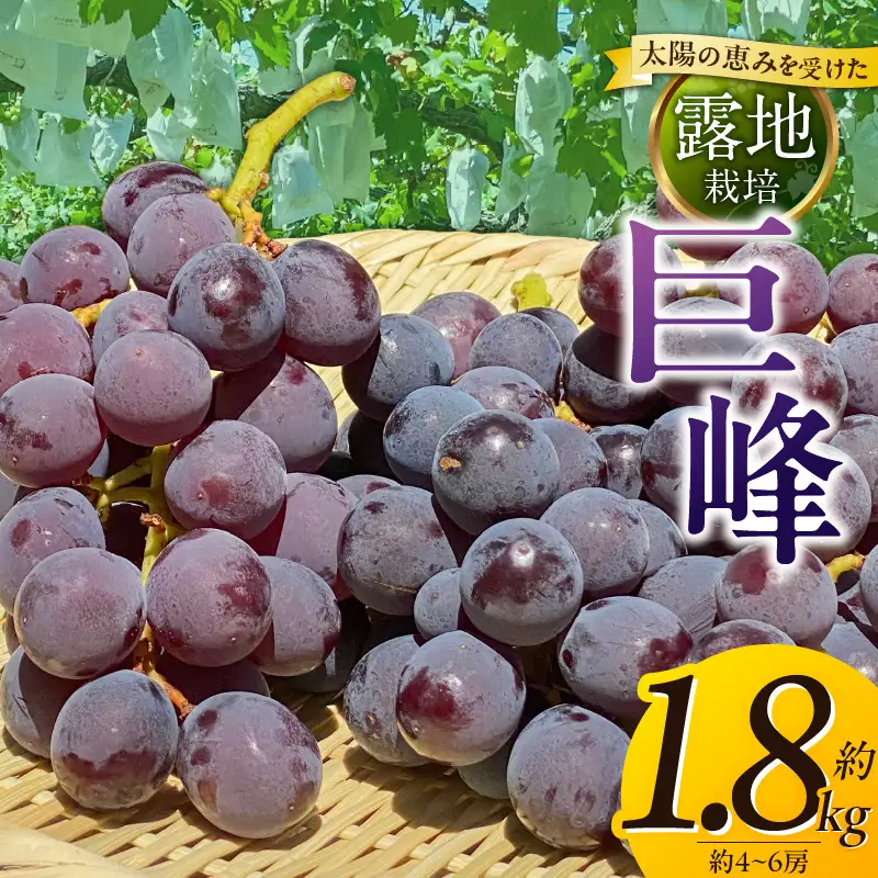 【8月中旬より順次発送】池尻農園 露地巨峰4房～6房 約1.8kg 〔Fg019-01〕
