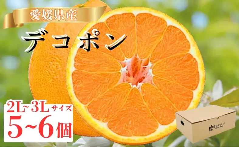 【2027年先行予約】【数量限定】愛媛県産 デコポン 5～6個 【2027年3月上旬順次発送】みかん ミカン 蜜柑 柑橘 かんきつ 柑橘類 愛媛 伊予市｜B567