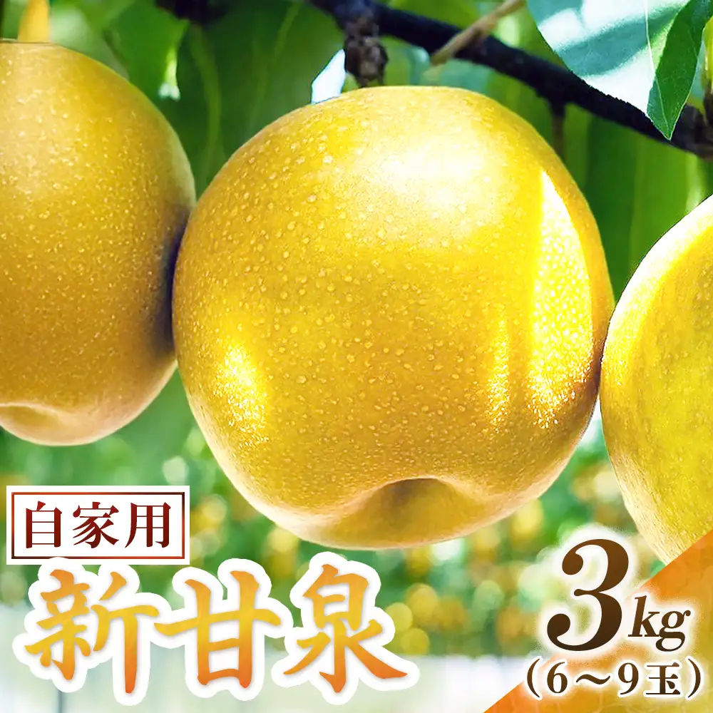 新甘泉【自家用】3kg（東商果樹園） 鳥取 梨 果物 フルーツ 和梨 新甘泉 しんかんせん 人気 甘い