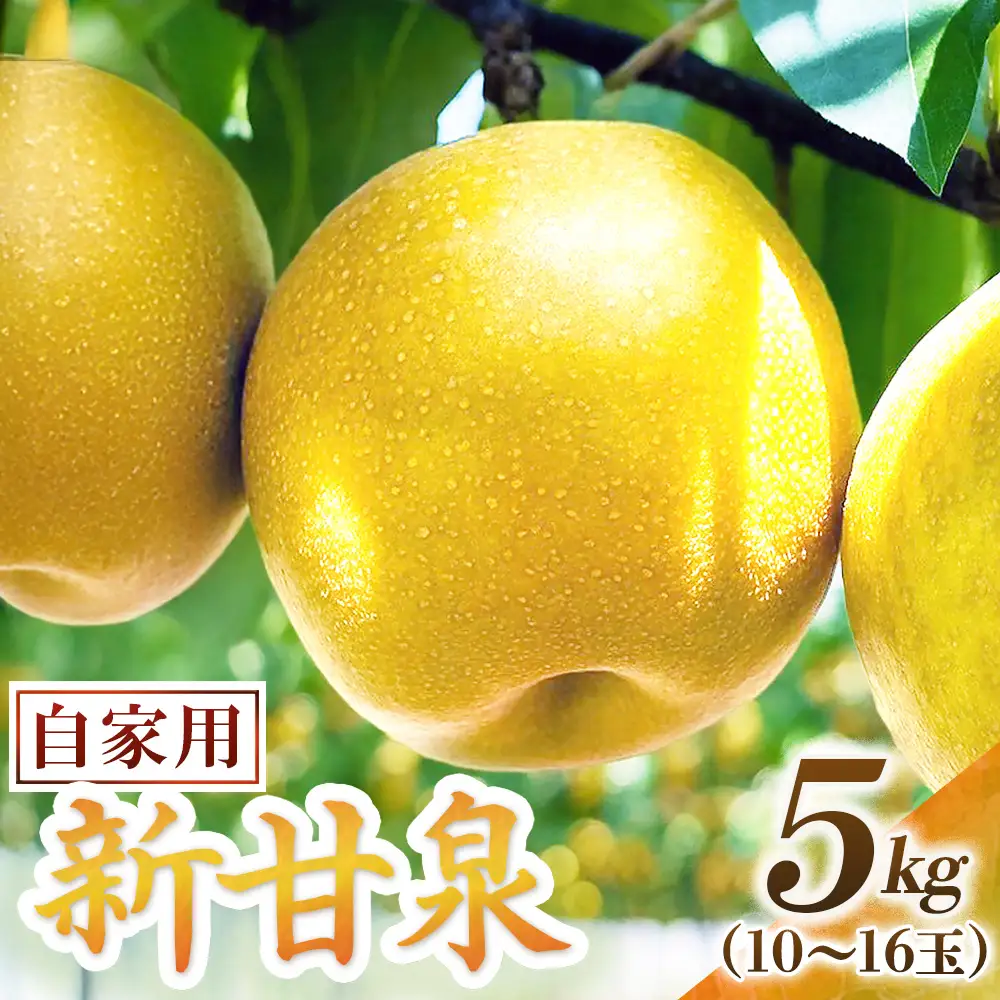 新甘泉【自家用】5kg（東商果樹園） 鳥取 梨 果物 フルーツ 和梨 新甘泉 しんかんせん 人気 甘い