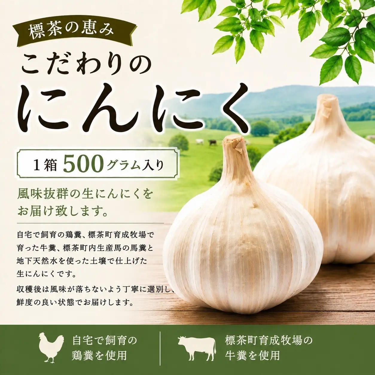 【2026年9月発送】標茶の恵み　こだわりのにんにく　１箱500グラム入り（Mサイズ約８～１０個）