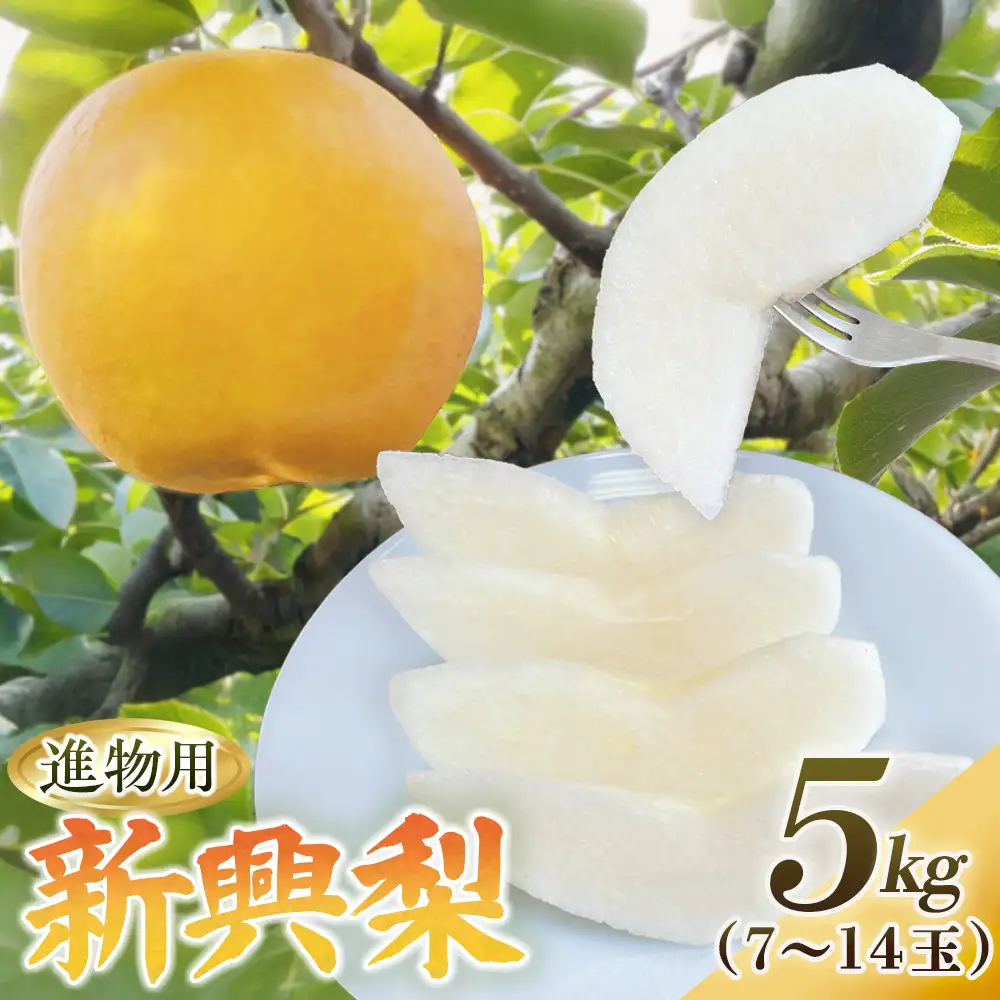 新興梨【進物用】5kg（有梨の実　石田） 鳥取 梨 なし ナシ 果物 フルーツ 和梨 新興梨 しんこうなし 人気 進物 贈答用