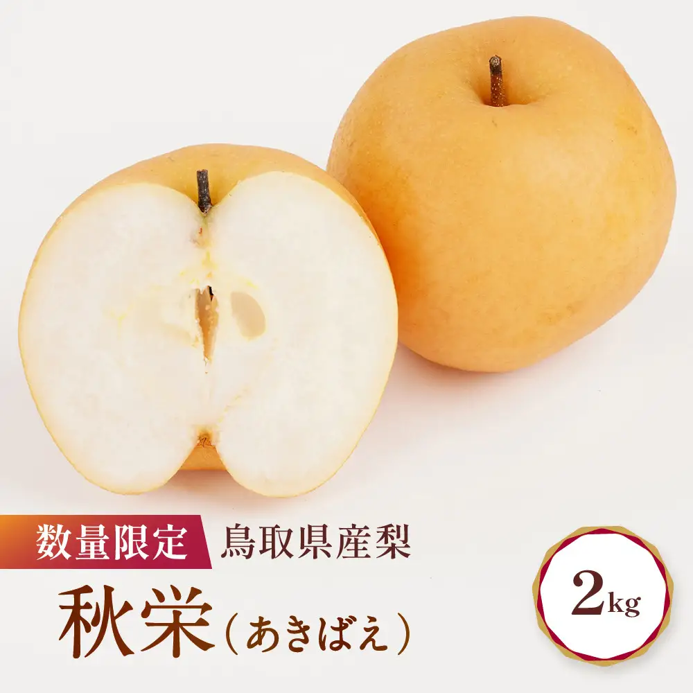 先行予約 数量限定 鳥取県産梨 秋栄 約2kg　梨