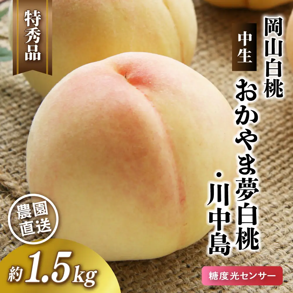 おかやま夢白桃・川中島 岡山白桃 特秀品 1.5kg前後 4～6玉 【jujy093-01】