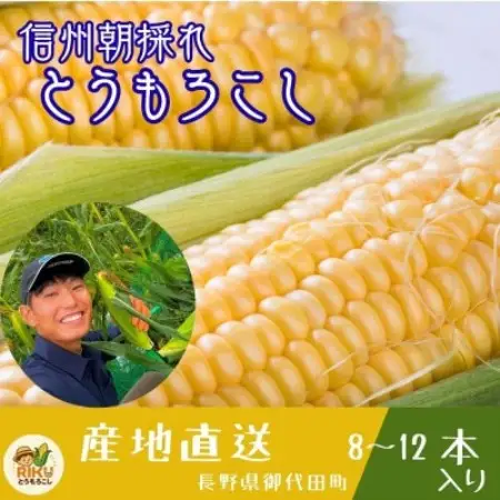 長野県浅間山麓　朝採れとうもろこし　約4kg～5kg(約8本～12本入り)【配送不可地域：離島・北海道・沖縄県】【1754258】