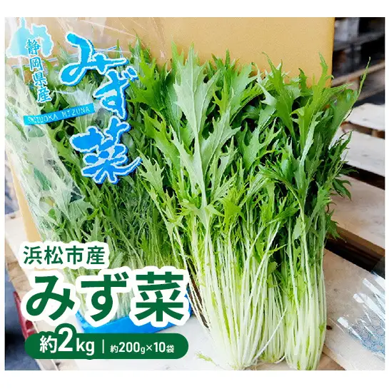 浜松市産 みず菜 約2kg（約200g×10袋）水菜 サラダ 野菜 キョウナ 京菜 ヒイラギナ 柊菜 センスジナ 千筋菜 静岡 浜松市【配送不可：離島】