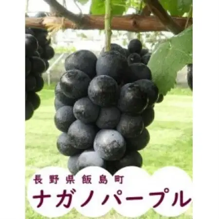 中央アルプス山麓のナガノパープル　約1kg【配送不可地域：離島】【1757565】