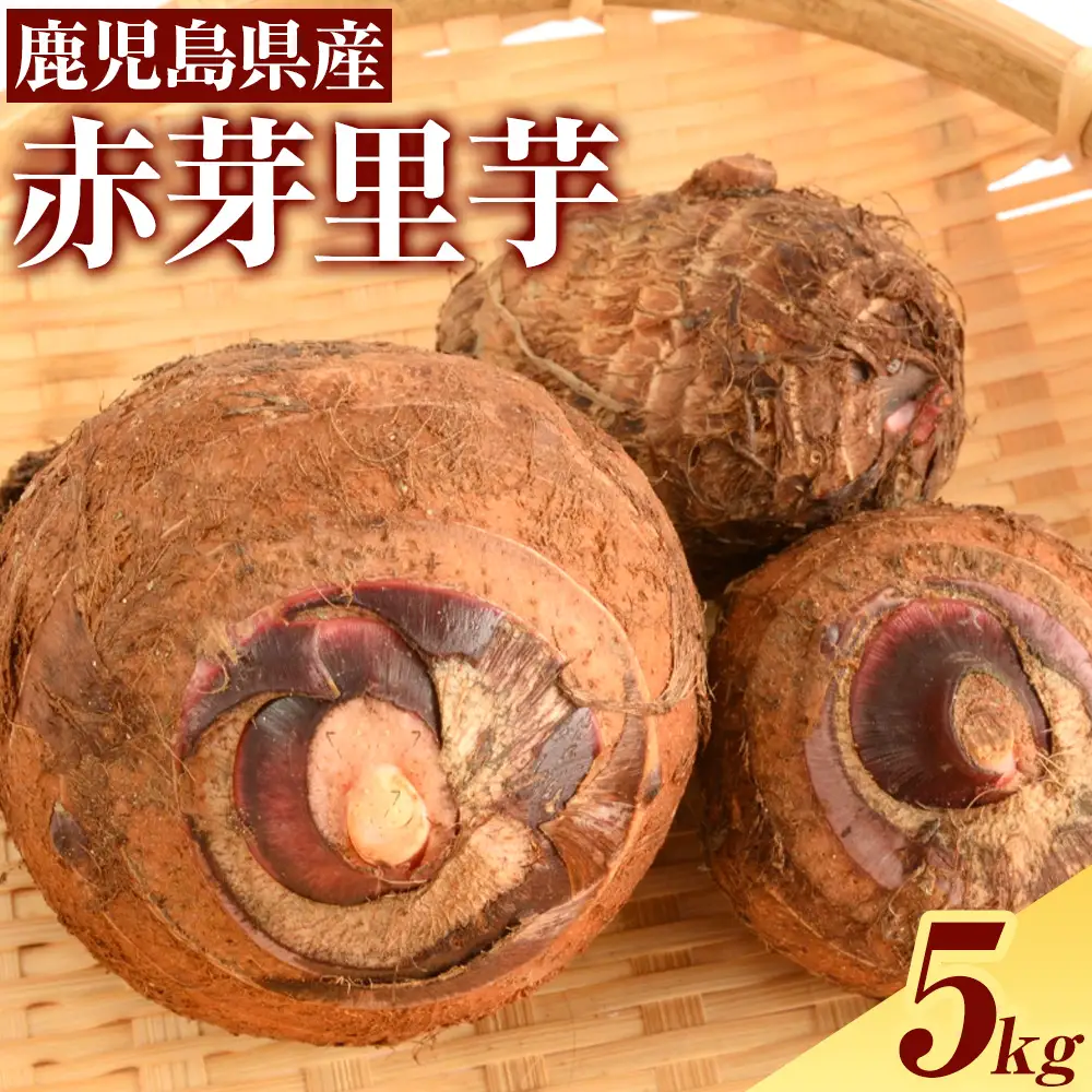 赤芽里芋 5kg 芋 さといも かじや農産《12月上旬-3月末頃出荷》