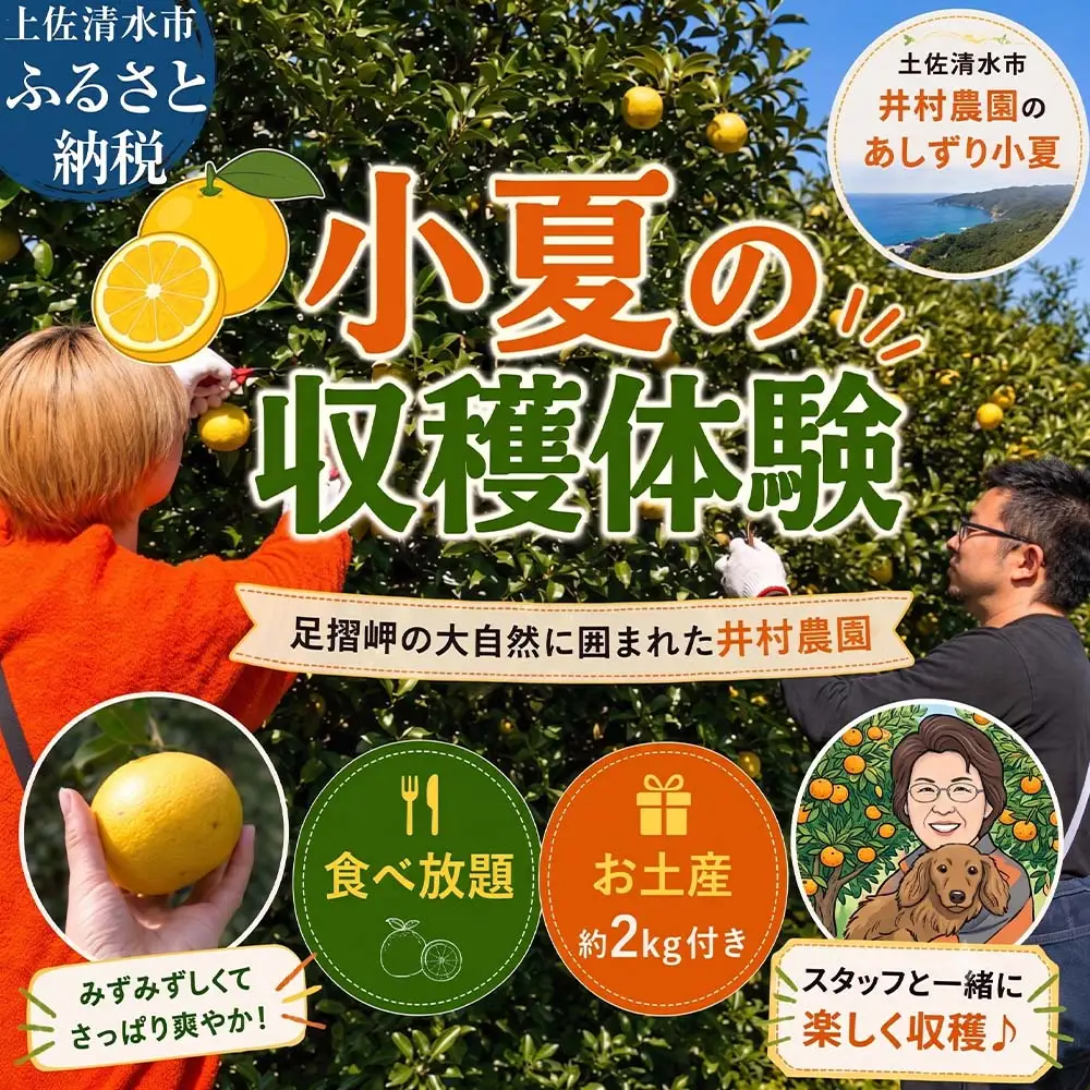 手ぶらで体験 井村農園の小夏 収穫・食べ放題 2～5名 お土産付き 小夏2キロ【R01589】