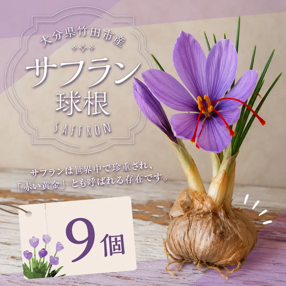 竹田市産サフラン球根 9個セット 【 2026年7月上旬～9月上旬まで発送予定 】