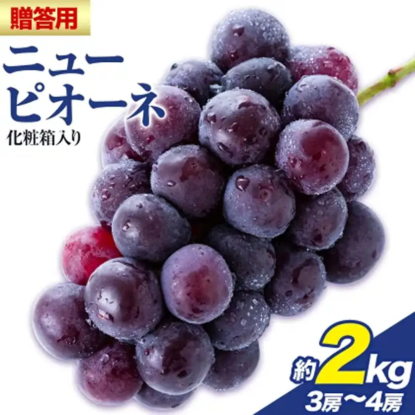 贈答用 フルーツ王国 岡山県産 ニューピオーネ 化粧箱入り 3房 ～ 4房 2kg