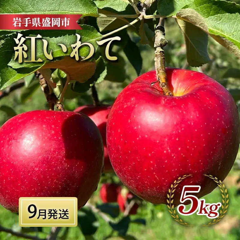 【9月下旬～発送】紅いわて りんご 3kg (8～12玉)  北田りんご園 りんご kitada011