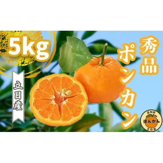 【早期予約開始】 1月中旬より順次発送 ポンカン 立目 秀品 贈答用 5kg L サイズ 冬 フルーツ 果物 立目産 ブランド 柑橘 2026年 収穫分 蜜柑 みかん ギフト 贈答 プレゼント 高知県 須崎市 TMS003