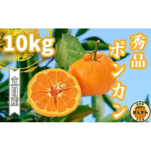 【早期予約開始】 1月中旬より順次発送 ポンカン 立目 秀品 贈答用 10kg サイズ混合 冬 フルーツ 果物 立目産 ブランド 柑橘 2026年 収穫分 蜜柑 みかん ギフト 贈答 プレゼント 高知県 須崎市 TMS006