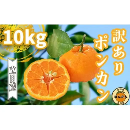 【早期予約開始】 1月中旬より順次発送 ポンカン 訳あり 10kg サイズ混合 家庭用 立目 ブランド 果物 フルーツ 冬 柑橘 2026年 収穫分 みかん 蜜柑 デザート 高知県 須崎市 TMS005