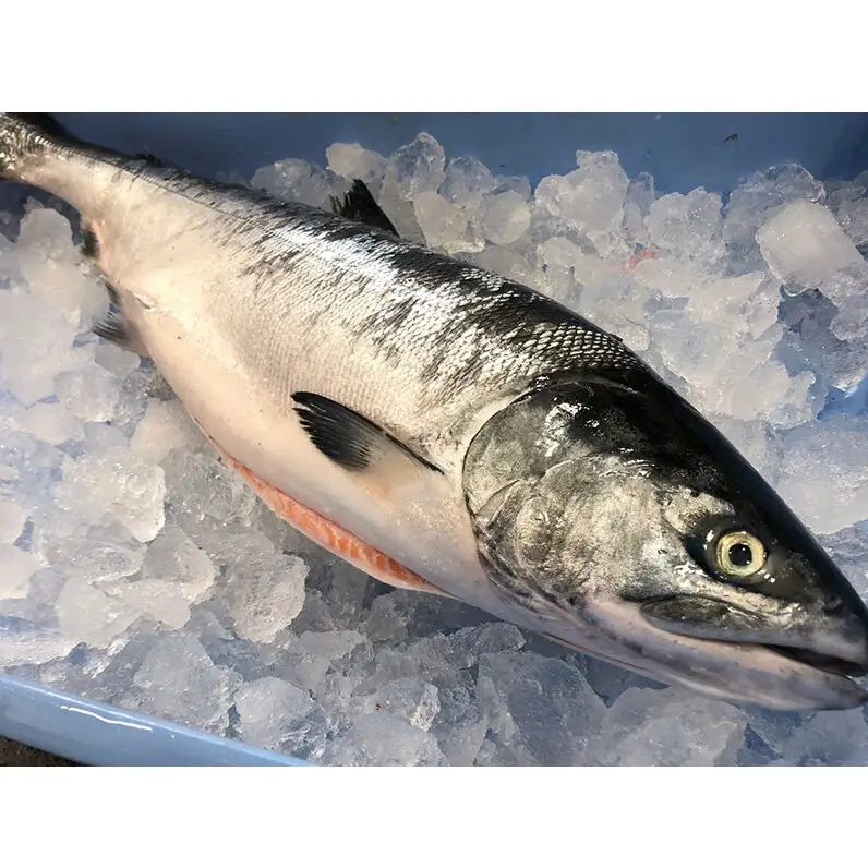 北海道 厚岸産 生時しらず 1本 1.5kg前後 [ 鮭 サケ 時鮭 時サケ 魚 産地直送 ]