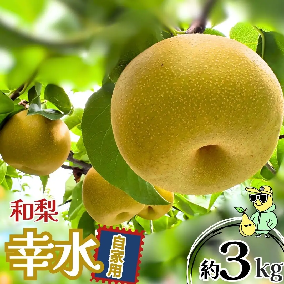 幸水 自家用 約3kg 令和8年 冷蔵 新潟県産 梨 三条ファームWIN