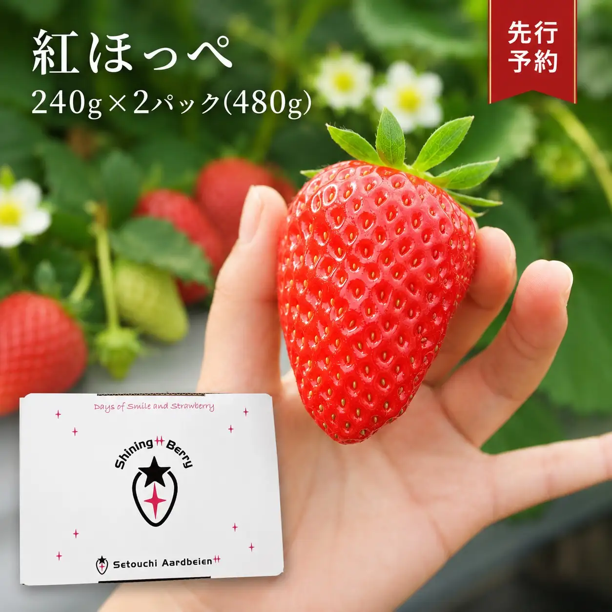 【令和8年度 先行予約】【年明け発送】紅ほっぺ480g【240g×2パック】