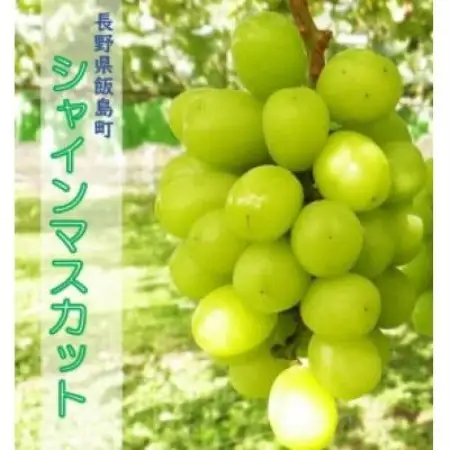 中央アルプス山麓のシャインマスカット　約1kg【配送不可地域：離島】【1757562】