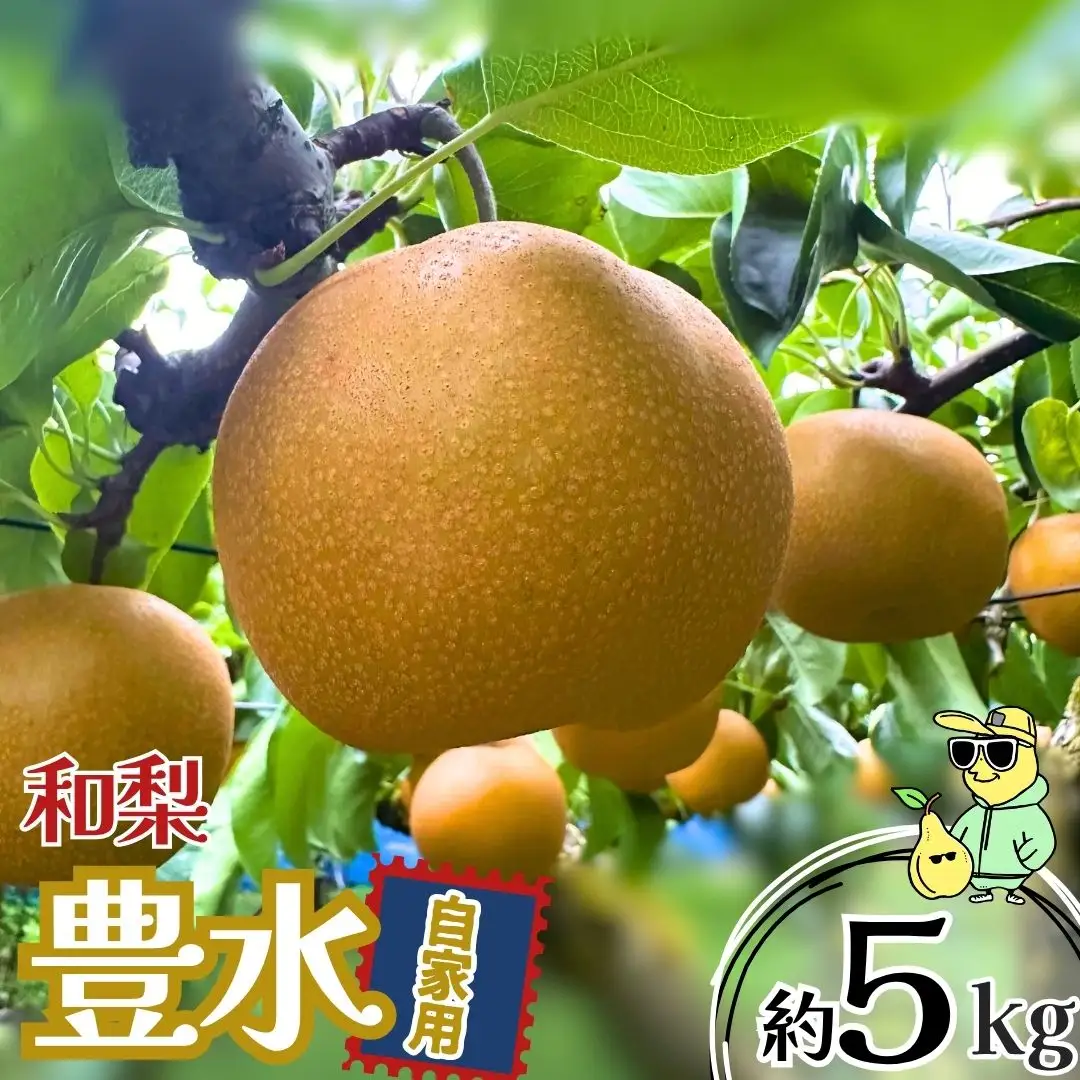 先行予約 豊水 自家用 約5kg 令和8年度 新潟フルーツ 新潟県産 梨 三条ファームWIN