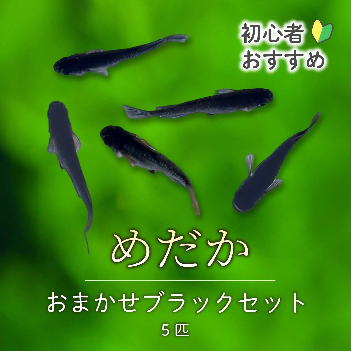 めだか おまかせブラックセット(5匹) メダカ 飼育 生体 観賞魚 魚 ペット おまかせ ミックス おすすめ 水槽 インテリア 生物 鑑賞 熱帯魚 アクアリウム 熱帯 淡水魚 243013