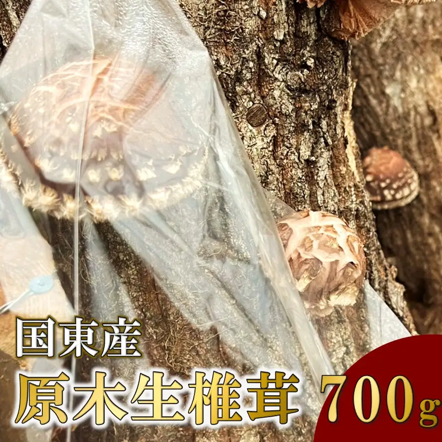 【先行予約】国東産 原木生しいたけ 700g 椎茸 シイタケ 国産 大分県_2767R