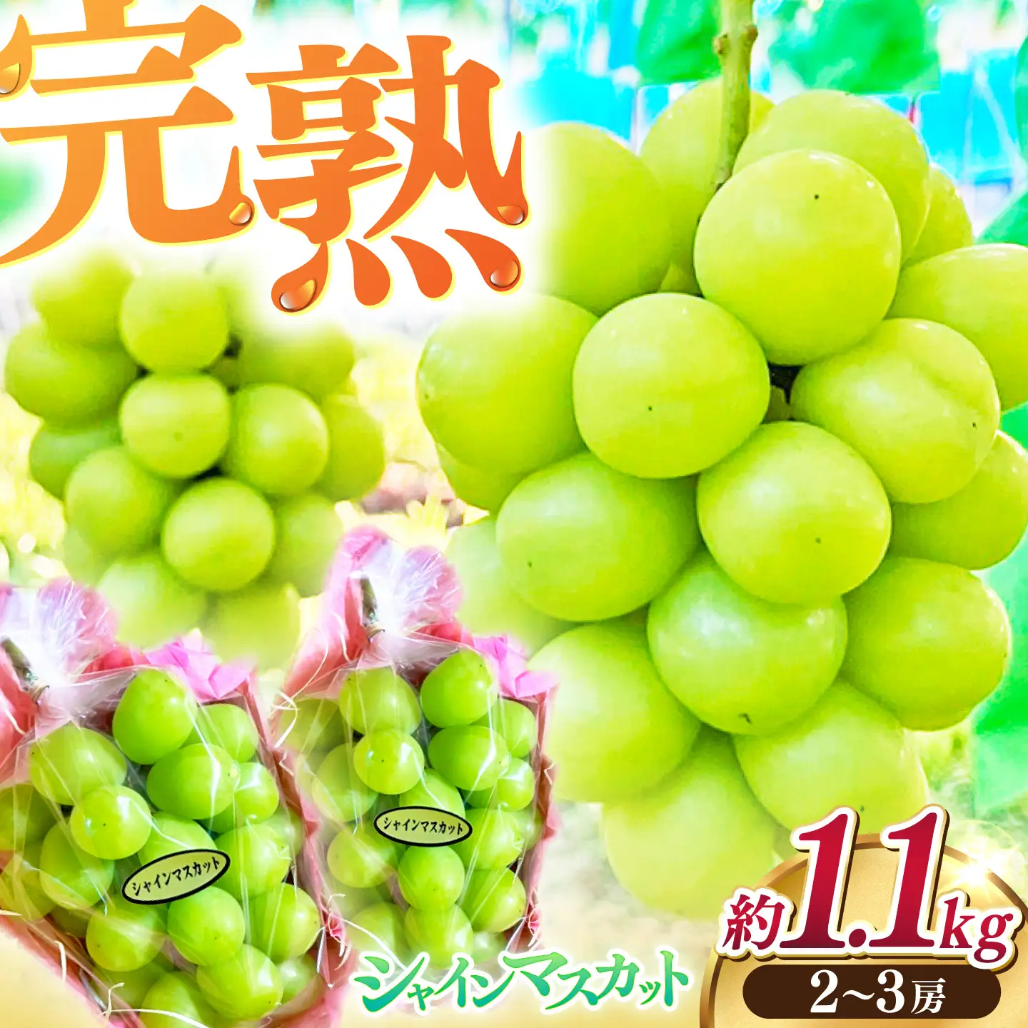 【先行予約】高知県産 生産者厳選！ シャインマスカット 約1.1kg（2～3房）〈2026年8月下旬～2026年9月末頃まで発送〉 / マスカット 果物 フルーツ デザート 【COCO葡萄園】[ATIO001]