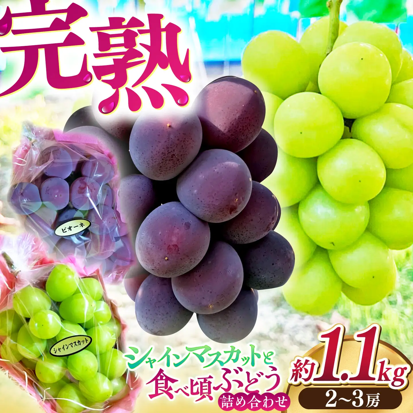 【先行予約】高知県産 生産者厳選！ シャインマスカット含む 食べ頃ぶどう詰め合わせ 約1.1kg（2～3房）〈2026年8月下旬～2026年9月末頃まで発送〉 / マスカット ぶどう 葡萄 ブドウ 果物 フルーツ デザート 詰め合わせ セット 【COCO葡萄園】[ATIO002]