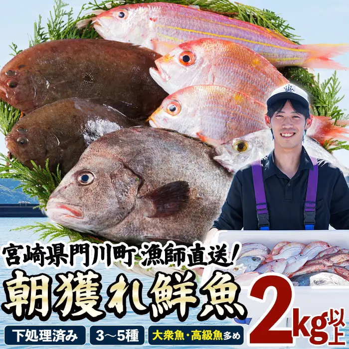 【北海道・離島配送不可】漁師直送！朝獲れ 季節の 鮮魚 詰め合わせ (上) (合計2kg以上・3～5種) 下処理済み 大衆魚 高級魚 未利用魚 冷蔵 BOX ボックス イカ 鯛 海鮮 魚介 食べ比べ 詰合せ 宮崎県産 【O-11】【門川漁業協同組合】