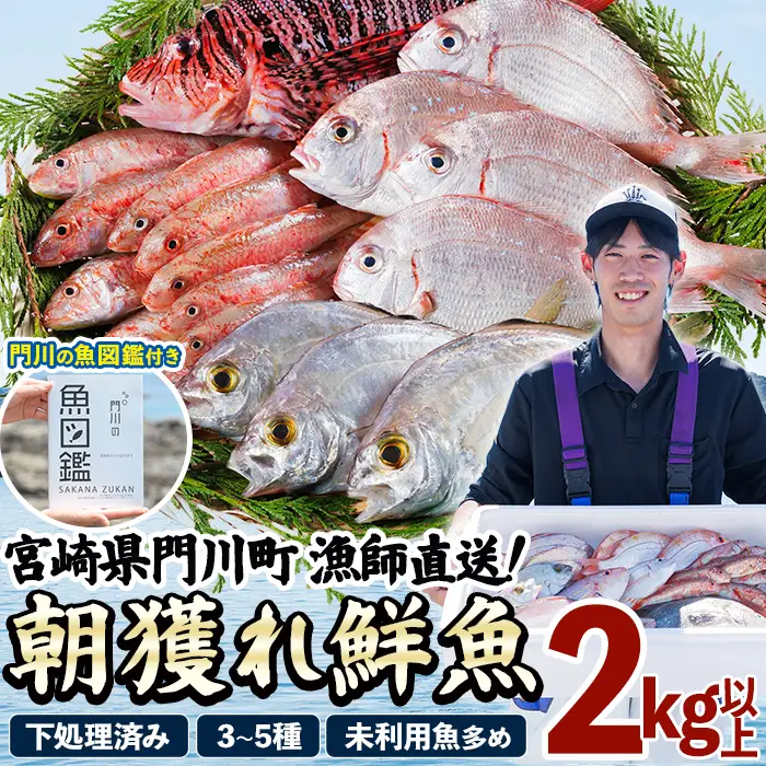 【北海道・離島配送不可】漁師直送！朝獲れ 季節の 鮮魚 詰め合わせ (合計2kg以上・3～5種・門川の魚図鑑付き)  【O-12】【門川漁業協同組合】