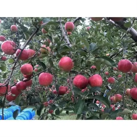 青森りんご　未希ライフ　家庭用　3kg　しっかりとした食感、玄人好みの夏りんご【配送不可地域：離島】【1648649】