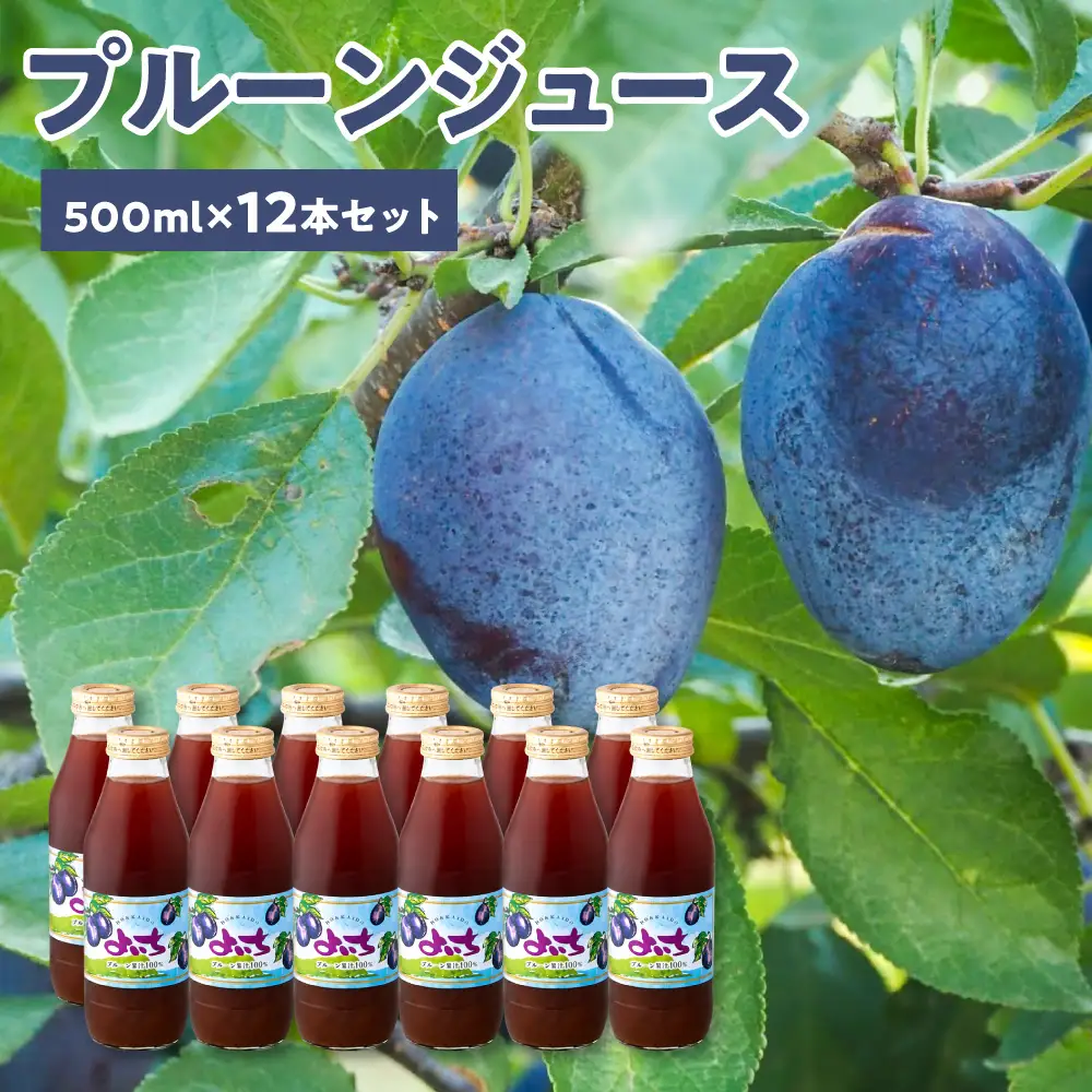余市産 無添加 プルーン果汁100％ジュース 500ml×12本セット  鉄分 食物繊維 ポリフェノール _Y018-0075