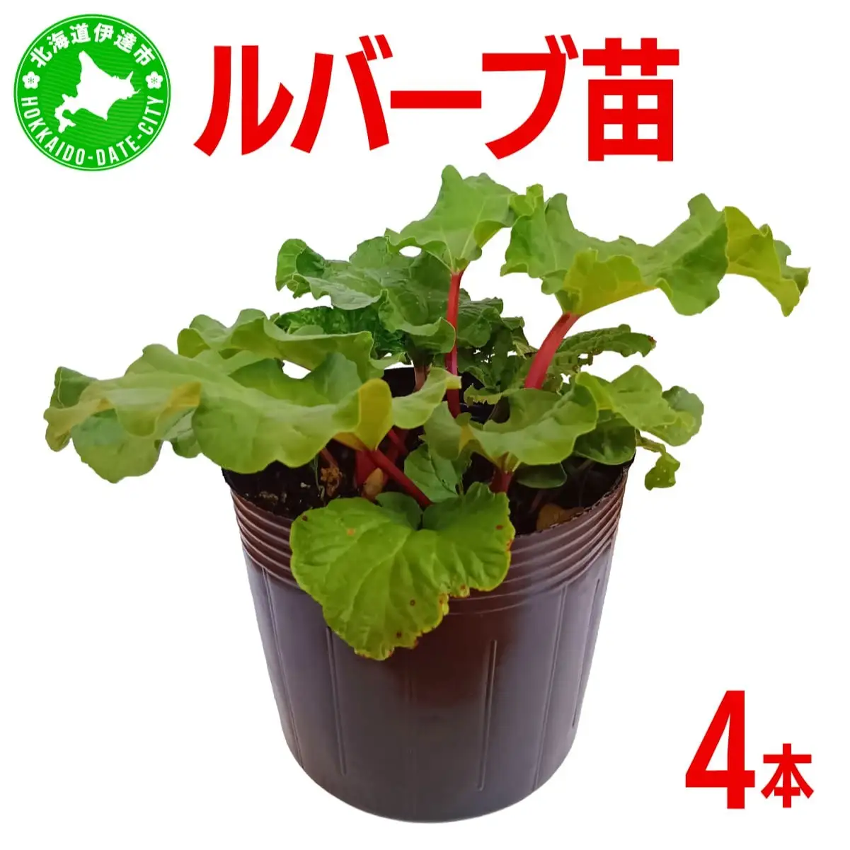 北海道 伊達市産 ルバーブ(苗) 4本｜国産 野菜 ジャム パイ お菓子作り 家庭菜園【kzh-020】
